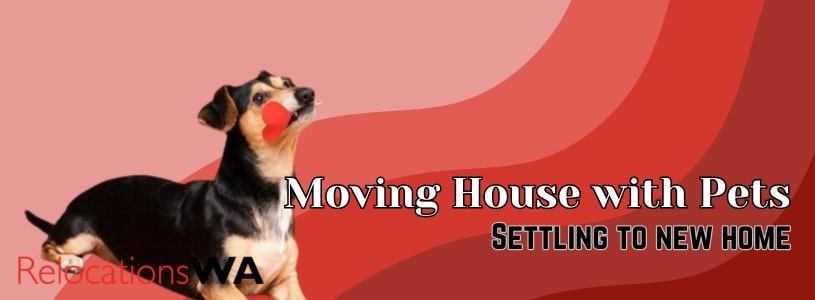 moving house with pets: settling