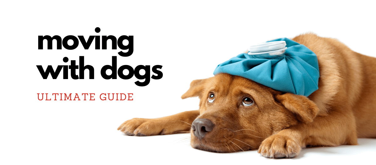 moving with dogs ultimate guide