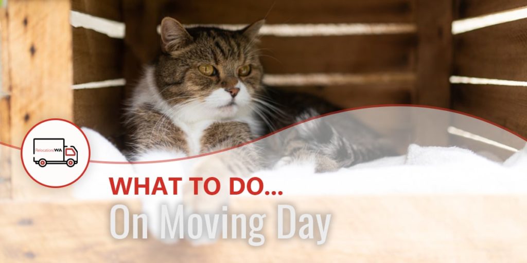 Moving with Cats - Best tips on what to do on moving day