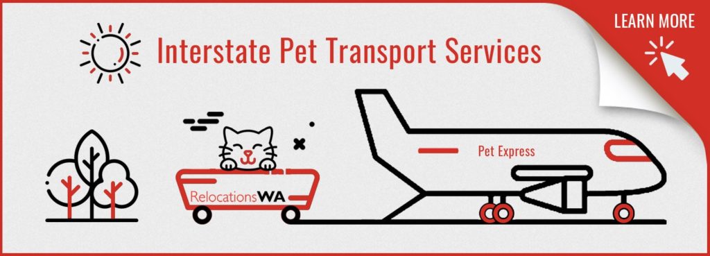 Moving Interstate with Cats - Pet Transport Services