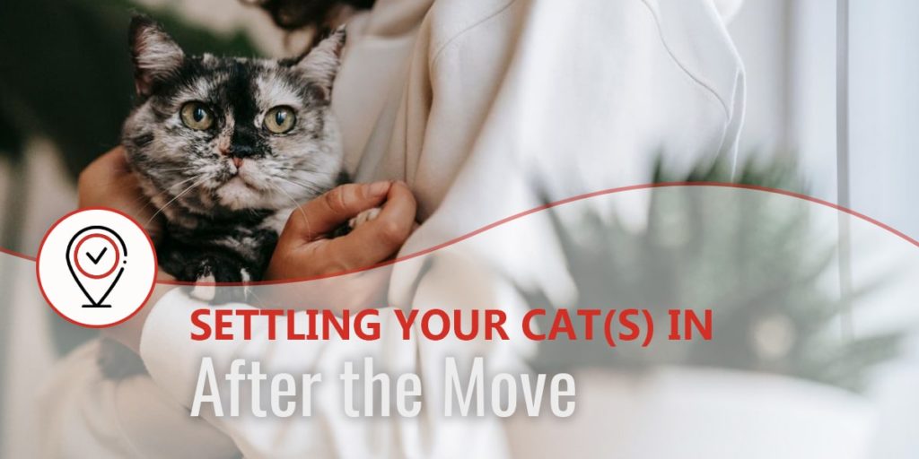 Moving with cats - Best tips to help cats settle in after the move