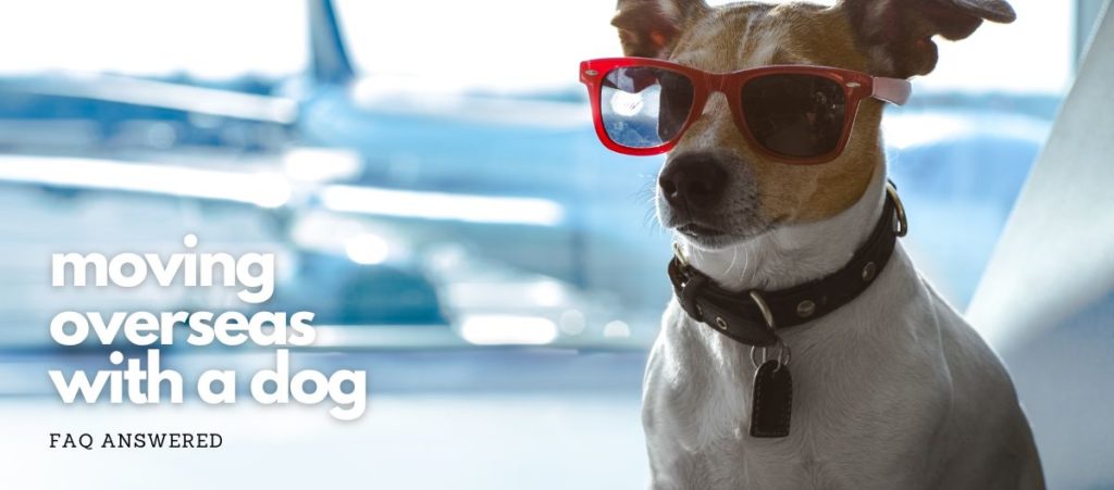 Tips for moving overseas with a dog